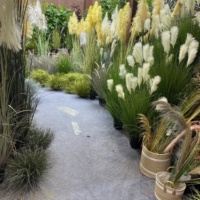 S018 Pernikahan Rumah Dalam Ruangan Dekorasi Pampas Besar Rumput Bawang Pot Buatan Rumput Bawang Buatan Pampas Rumput Bunga Buatan