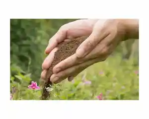 Stimulateur de croissance des plantes riches en nutriments, soldat noir mouche, engrais organique (Frass) pour amener les sols en bonne santé