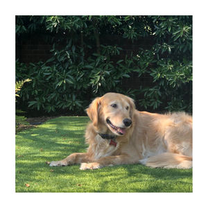 Balcon amical de Linwoo Chine aménagement paysager 60mm gazon artificiel fabricant bon prix gazon synthétique pour chiens et petits - Product Image 1