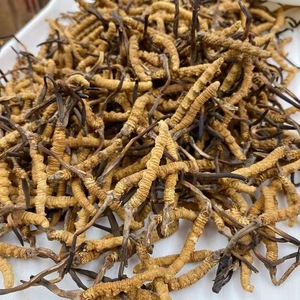 5000 chiếc/kg Đông trùng hạ thảo Tây Tạng nguyên chất hạng thượng, kích thước S - Product Image 6