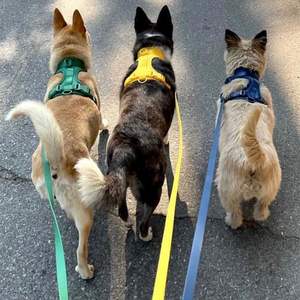 पीवीसी कुत्ते कॉलर और पालतू <span class=keywords><strong>Leashes</strong></span> दोहन सेट आउटडोर नरम निविड़ अंधकार एडजस्टेबल तेज साफ करने के लिए आसान - Product Image 6