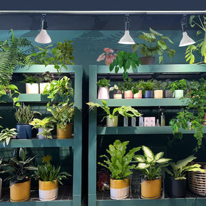 Лампа для растений J&C Full Spectrum Grow Light с цоколем <span class=keywords><strong>E26</strong></span>/E27, 15 Вт (эквивалент 150 Вт) для выращивания комнатных растений и рассады. - Product Image 3