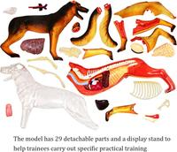Modelo Anatómico de Perro, Simulación de Anatomía Animal, Biología, Órganos Desmontables, Partes del Cuerpo, Modelos Educativos de Ciencia, Modelos Veterinarios Escolares