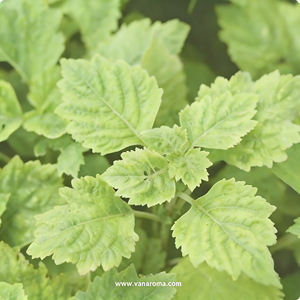 Aceite Base Amaderado Terroso Profundo de Origen Renombrado de Sulawesi, de Primera Calidad, con Fuerte Rendimiento Fijador para Fragancias Finas e Incienso - Product Image 1