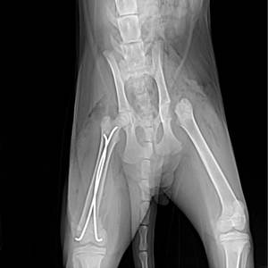 整形外科用インプラント医療用弾性チタン動物用動物用動物用動物用 - Product Image 2