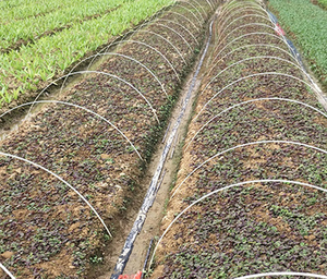 Longer Service Life Pultruded Fiberglass Vineyard Stake Grape Stake - Product Image 4