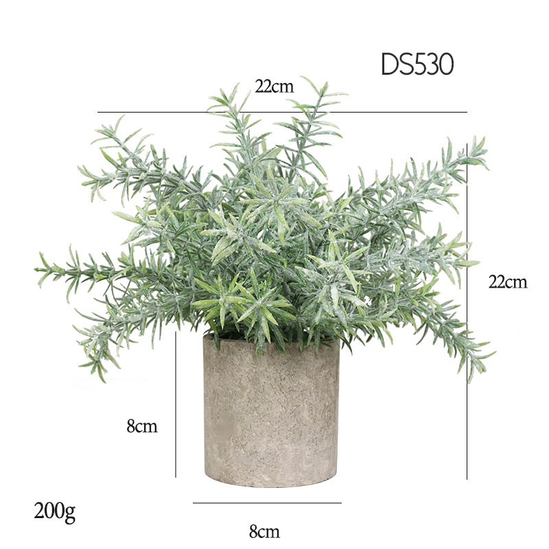 530  Hedyotis diffusa