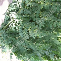 Ekstrak Herbal Daun Moringa Oleifera Kering Kelas Ekspor & Bahan Baku Teh Daun Minyak Moringa