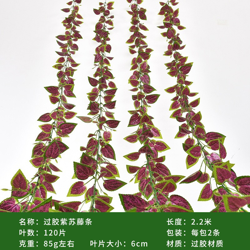 Feuilles de vigne de périlla (2 plants par paquet)