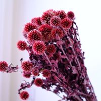 Rangkaian Bunga Echinops Thistle Biru Kering Alami - Bunga Kering Asli untuk Dekorasi Rumah & Acara Pernikahan