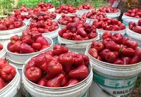 Hot Koop Hoge Kwaliteit Rose Apple Voor Sales Exporteur 2020