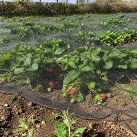 Filet anti-oiseaux en HDPE tricoté, stabilisé aux UV, pour jardin, verger, légumes et protection des cultures