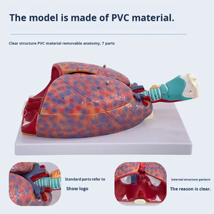 Modello di Chirurgia Toracica in PVC Medico, Sistema Respiratorio Umano, Gola, <span class=keywords><strong>Cuore</strong></span>, Tiroide, Organi Interni, <span class=keywords><strong>Educazione</strong></span> Scientifica - Product Image 4