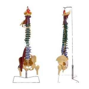 Modèle de colonne vertébrale humaine multifonctionnel 1:1 avec ligaments neuromusculaires ; les vertèbres vertébrales, lombaires, thoraciques et cervicales sont - Product Image 2