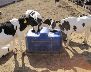 <span class=keywords><strong>Abreuvoir</strong></span> électrique chauffant pour bétail Terrui, abreuvoirs pour animaux d'élevage - Product Image 5