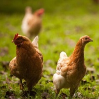 Fabricant chinois de poudre de L-Valine 99% de qualité alimentaire et pour l'alimentation animale CAS 72-18-4 Acide aminé essentiel en vrac
