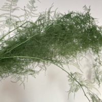 Asperges stabilisées congelées en gros de Chine, plantes préservées, asperges blanches et vertes séchées, fougères préservées pour la décoration d'événements
