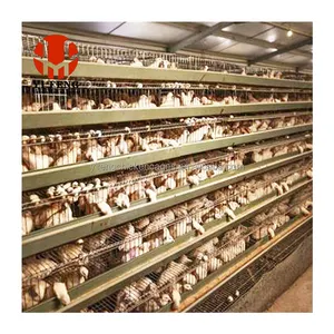 Cage entièrement automatique pour poules pondeuses de volailles de type A, cage pour poules pondeuses en batterie à vendre