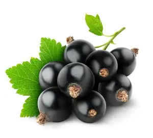 Antioxidant Anthocyanidins Natural Coloring Black Currant Extract Powder Ribes nigrum