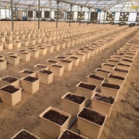Système de potager hydroponique en seau hollandais en plastique pour la culture en pot – Fournisseur d'usine