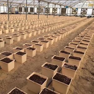 Système de potager hydroponique en seau hollandais en plastique pour la culture en pot – Fournisseur d'usine - Product Image 2