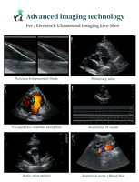 Échographe Doppler Couleur Vétérinaire Periodmed pour le dépistage cardiaque et des tissus mous chez le chien et le chat – Diagnostic pour cliniques vétérinaires
