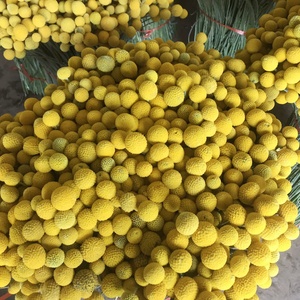 Ramo de flores para decoración de boda, guirnalda de Navidad, Bola de flores secas, crasdica, bolas amarillas, <span class=keywords><strong>Billy</strong></span>, flores secas - Product Image 5
