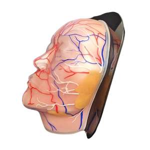 Modèle vasculaire et nerveux facial en silicone - Outil pédagogique d'anatomie de la tête humaine pour la formation médicale - Product Image 6