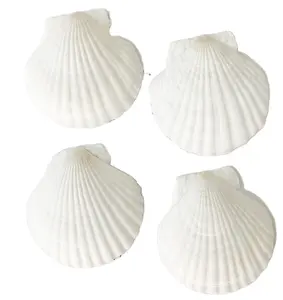 10-13cm scallop seashell t for Children drawing plate Easter decoration DIY craft wedding home decoration