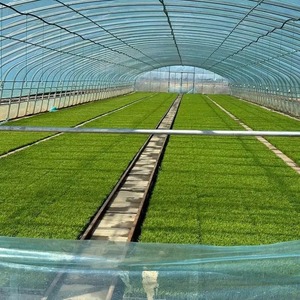 Invernadero Agrícola de Plástico Verde para Cultivos Comerciales, Túnel Agrícola de un Solo Tramo con Sistema Hidropónico para Vegetales - Product Image 6