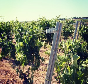Poteau en métal pour vignes de 2,5 m de hauteur, galvanisé à chaud, robuste, avec revêtement en zinc de 120 g, pour vignes, vignobles, vignes de raisin - Product Image 1