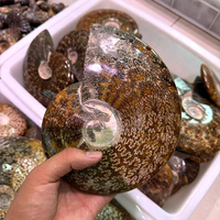 Fósiles de Amonita de Cristal Mineral Natural al por Mayor, Espécimen de Concha Fósil, Piedra Sanadora, Artesanía y Decoración