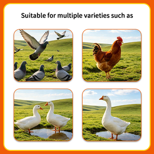 Améliorez la production d'œufs et le taux <span class=keywords><strong>de</strong></span> fécondation : Additifs alimentaires pour poulets, stimulateur immunitaire - Product Image 5