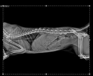 Проводной детектор <span class=keywords><strong>DR</strong></span> Xray плоская панель для медицинского рентгеновского радиационного оборудования - Product Image 6