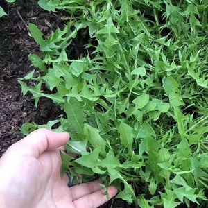 Салата Lactuca вироса мощные травяные смолы Премиум экстракт - Product Image 2