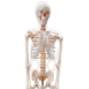 Enseignement médical ADA Modèle de squelette humain complet et squelette humain avec la moitié du modèle de coloration musculaire pour l'enseignement - Product Image 6