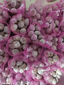 Nuovo Raccolto Aglio Fresco Cinese, Confezione in Cartone, Aglio Bianco Fresco Puro/Normale, Prezzo all'Ingrosso, Fornitore - Product Image 5