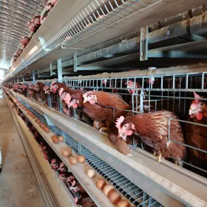 Hot Sale Poultry Farm Laying Hens Used Layer Battery Chicken Cage With Hot Galvanized Material