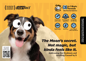 Hunde- & Katzen-Nahrungsergänzungsmittel mit Probiotika, Präbiotika & Postbiotika für Haut- und Fellgesundheit - Product Image 3