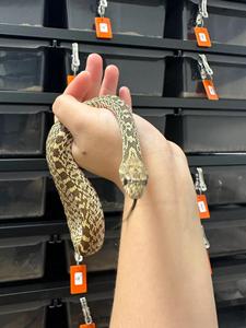 نظام رفوف للزواحف مع حصيرة تسخين سفلية وعجلات للثعابين الصغيرة مثل البايثون والبواء - Product Image 5