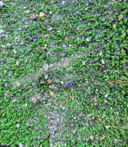 High Efficiency Portable <strong>Alluvial</strong> <strong>Gold</strong> <strong>Mining</strong> Equipment Machinery /<strong>Gold</strong> Vibration Screen Washing <strong>Plant</strong> for Sale/ <strong>Gold</strong> Sluice Box - Product Image 4