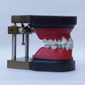 Modello di <span class=keywords><strong>Typodont</strong></span> per l'addestramento ortodontico dei denti dentali - Product Image 5