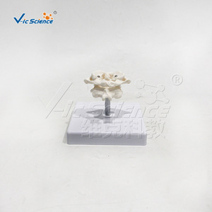 Modèle articulé humain en PVC (Atlas-Axe), Modèle pédagogique de colonne cervicale, Outil de démonstration pour la recherche scientifique et la formation - Product Image 2
