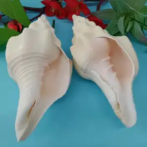 Natural Seashell Aquarium Landscaping Lakes Filtration 13-15cm Raw Large Shell for sale