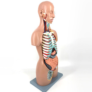 Modèles de torse humain et d'organes sur mesure pour l'enseignement, l'art médical et l'utilisation anatomique et médicale haut de gamme, avec éléments détachables - Product Image 4