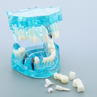 [AiFan Dental], producto en oferta, 2001, implante, modelo de estudio dental tipodont