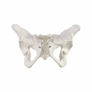 Lebensgroßes menschliches Skelett, weibliches Becken, anatomisches Modell für den medizinischen Unterricht - Product Image 5