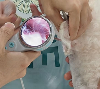 Otoscopio Veterinario 3D Reutilizable para Operaciones en Perros - Product Image 4