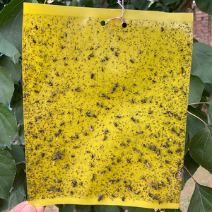 Offre Spéciale jaune champignon moucheron pièges pour <span class=keywords><strong>maison</strong></span> intérieur mouche colle papier intérieur pour insecte moucherons tueur piège - Product Image 6