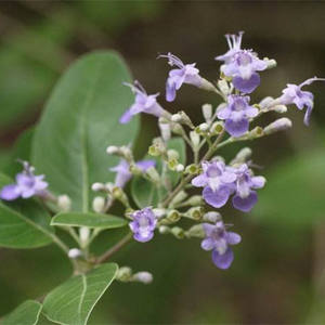 Extracto natural de <span class=keywords><strong>Vitex</strong></span> <span class=keywords><strong>Trifolia</strong></span>, polvo de extracto de <span class=keywords><strong>Vitex</strong></span> <span class=keywords><strong>Trifolia</strong></span> - Product Image 2